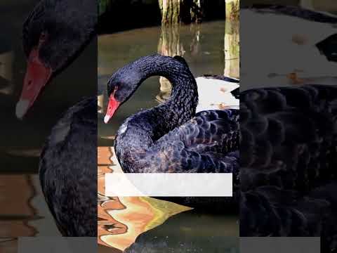 Unveiling the Mystery of a “Black Swan” Event | YouTube Shorts [Video]