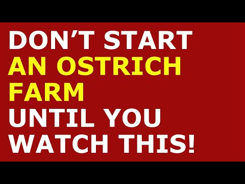 How to Start a Ostrich Farm Business | Free Ostrich Farm Business Plan Template Included [Video]