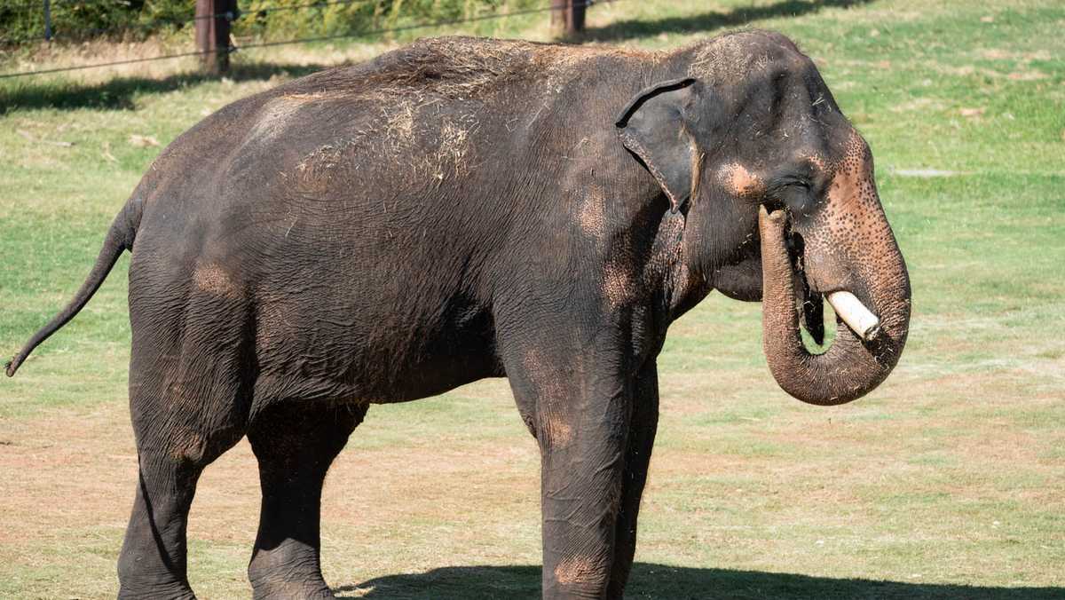 OKC Zoo euthanizes Asian elephant due to declining health [Video]